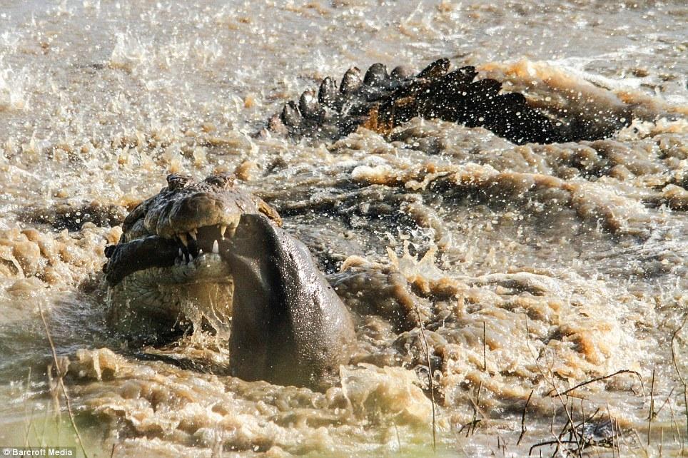 南非鳄鱼捕食小河马 组图