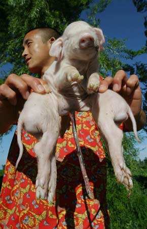 母猪生出一头8条腿小猪 专家疑是基因突变(图)