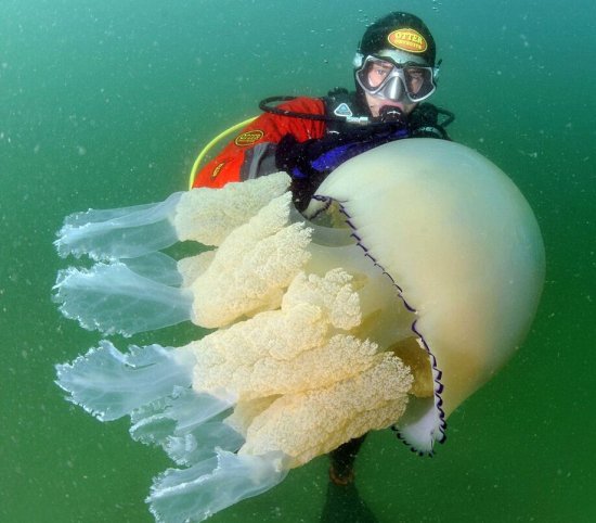 英海岸现巨型水母 图
