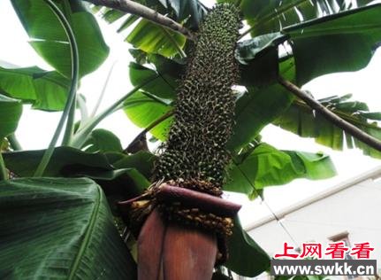 越南现超级香蕉树一穗已结出超3000个香蕉