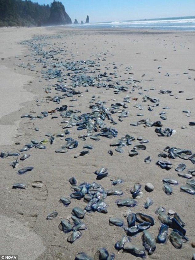美国海滩现大量“帆水母” 图