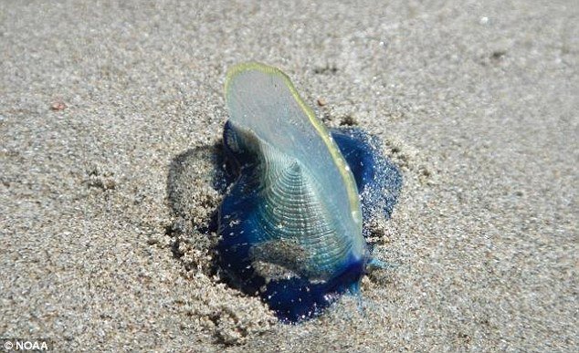 美国海滩现大量“帆水母” 图
