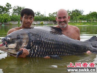 世界最重暹罗鲤鱼被钓上 图