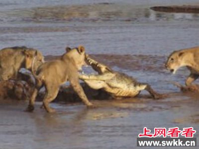 3只狮子围攻鳄鱼