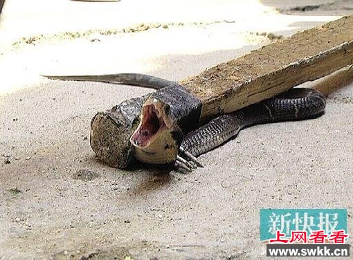吓尿：村民买150条中华眼镜蛇 没关好跑满全村