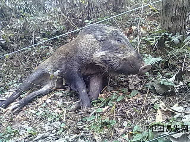 装电猫捉野猪不慎电死村民获刑
