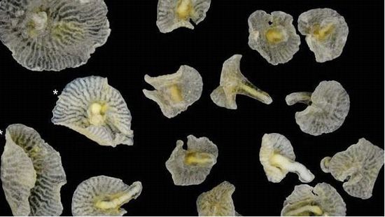 澳深海现蘑菇状生物 图