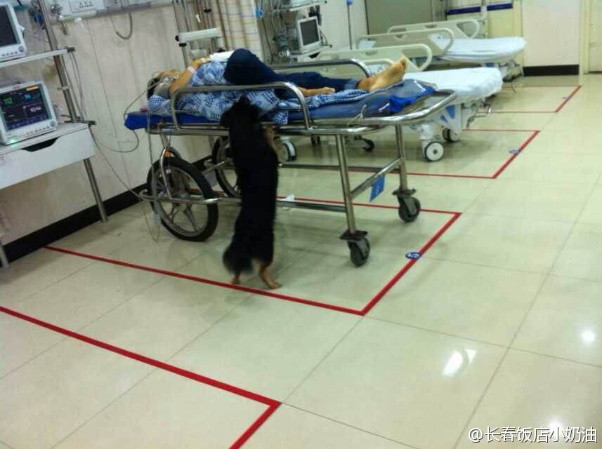 老人在急诊室抢救 忠犬默默守候 