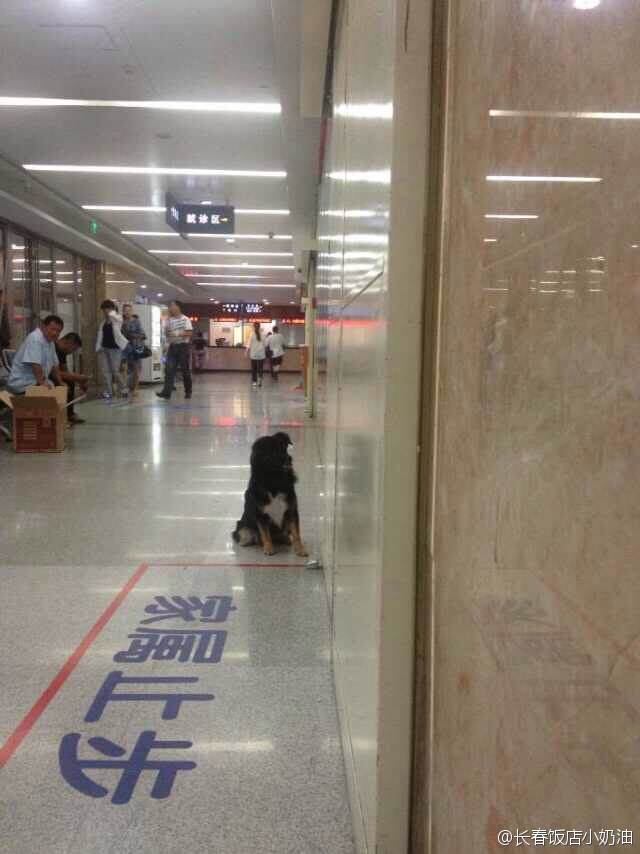 老人在急诊室抢救 忠犬默默守候 