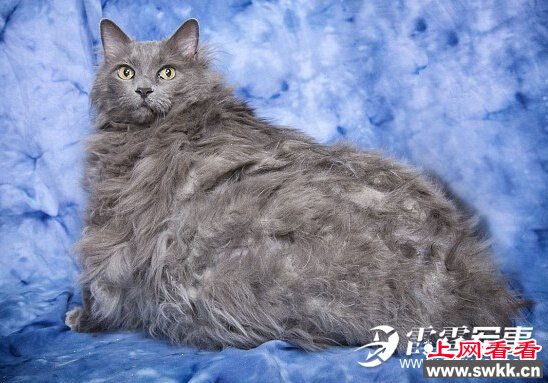 浪猫体重28斤 图