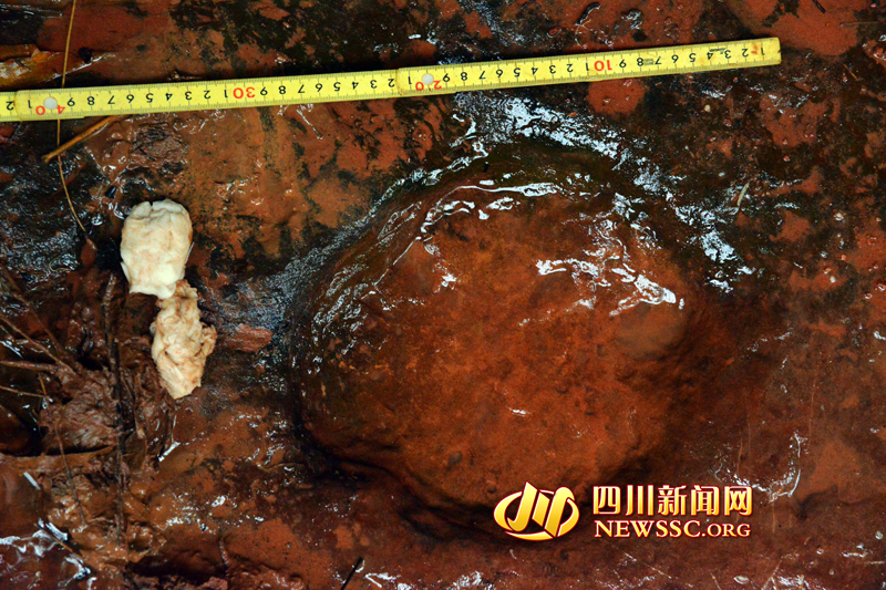 四川发现亿年前白垩纪时期恐龙足迹