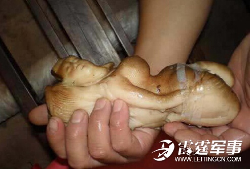 工地挖出五个不明生物 疑为太岁