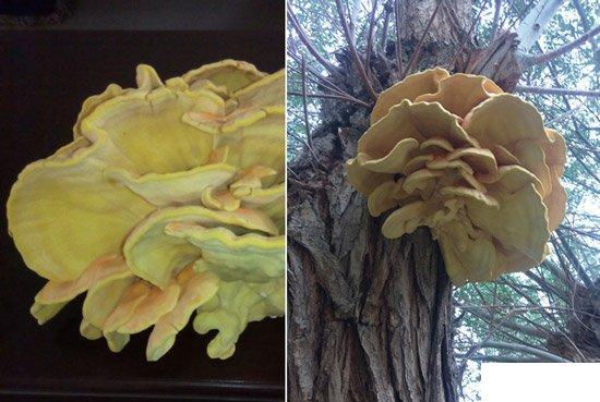 新疆现超大蘑菇柳树菇网友：周身金黄是蘑菇中的土豪​