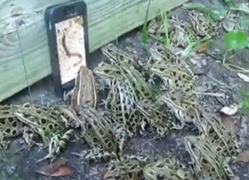 iPhone上播放蠕虫画面引来成群豹蛙