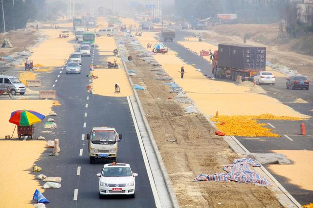 郑州村民公路两侧晒玉米公路成黄金大道