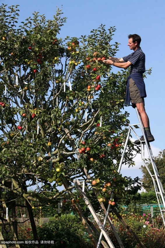 一棵能结出250种苹果的树