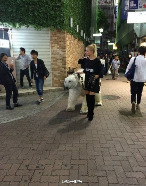 遛熊?东京女子街头遛熊 图