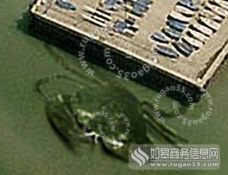 巨型螃蟹出现在英国码头比世界最大日本蜘蛛蟹大数倍