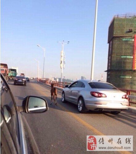 女子海沧大桥上驾车遛马被治安拘留 图