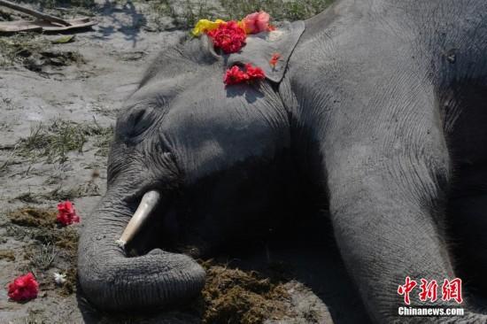 印度村民装电网防破坏庄稼 电死大象