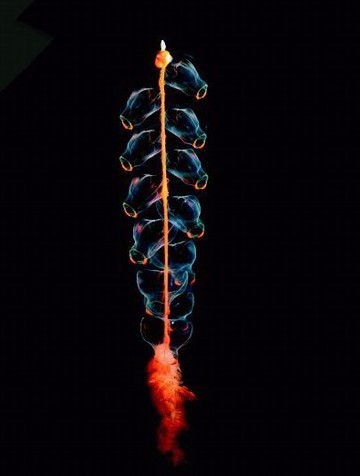 你没见过的海洋怪物
