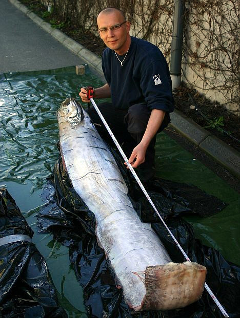 你没见过的海洋怪物