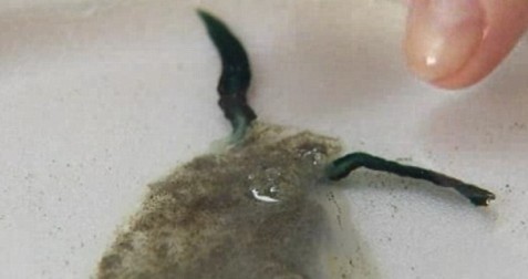 你没见过的海洋怪物