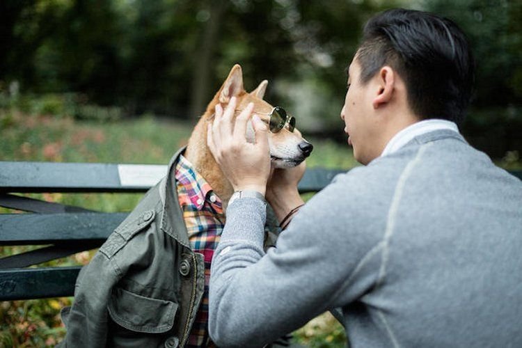 柴犬当模特月入1.5万美元