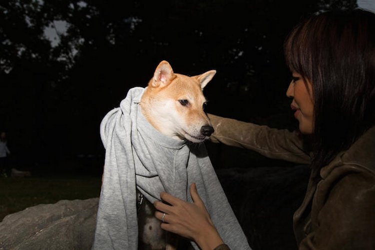 柴犬当模特月入1.5万美元