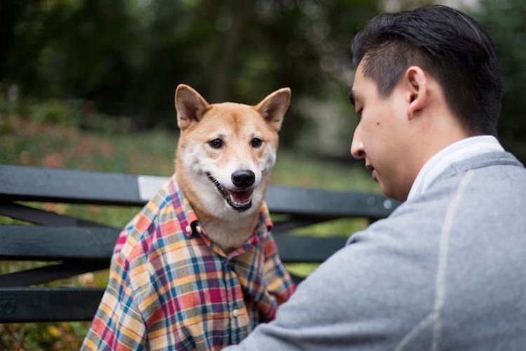 柴犬当模特月入1.5万美元