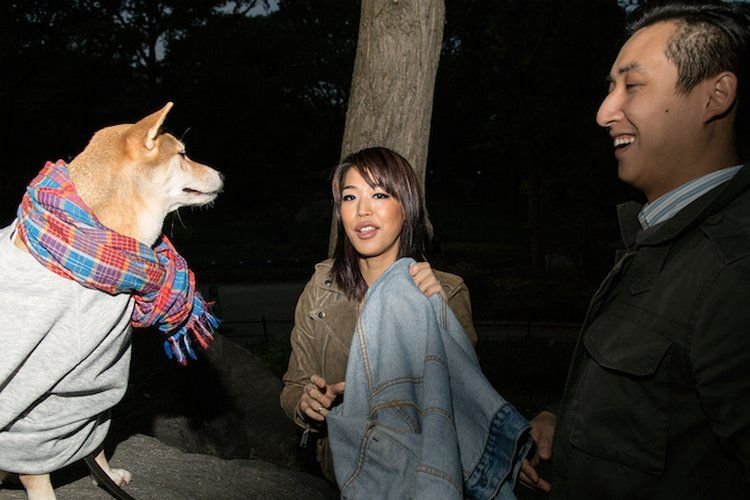 柴犬当模特月入1.5万美元