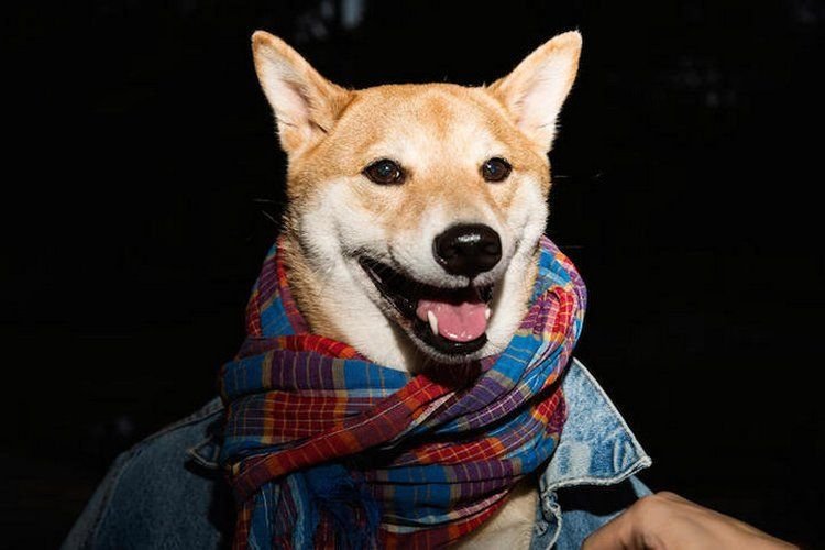 柴犬当模特月入1.5万美元