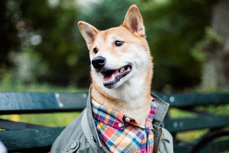 柴犬当模特月入1.5万美元
