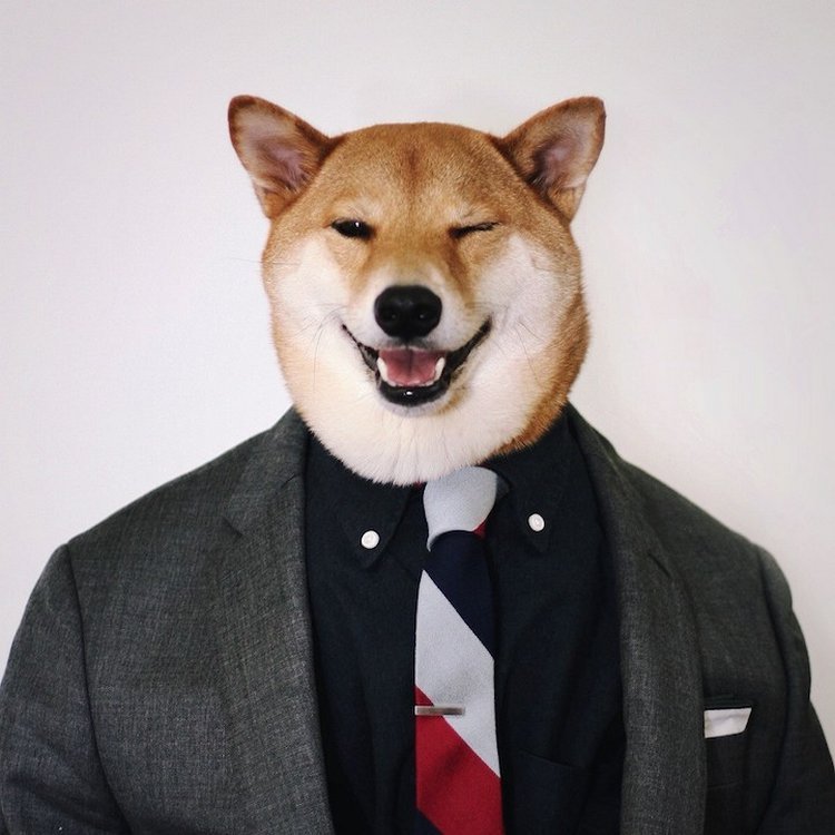 柴犬当模特月入1.5万美元