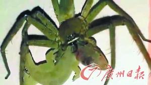 巨型蜘蛛捕食壁虎