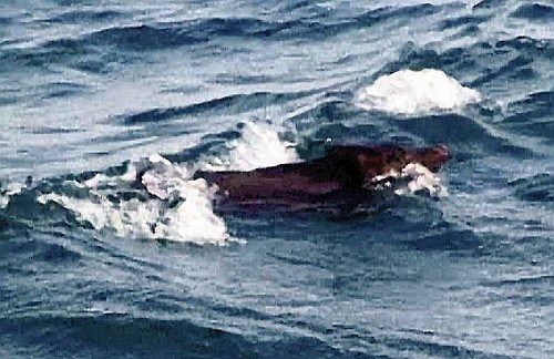 日本海保发现野猪“海水浴”狗刨式往东游(图)
