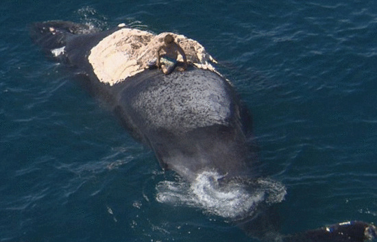 澳大利亚男子弃船爬上鲸鱼尸体遭鲨鱼围困（图）