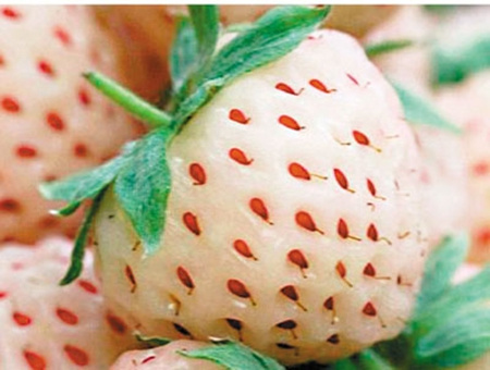 一颗融合两种美味：“菠萝草苺”热销欧洲（图）