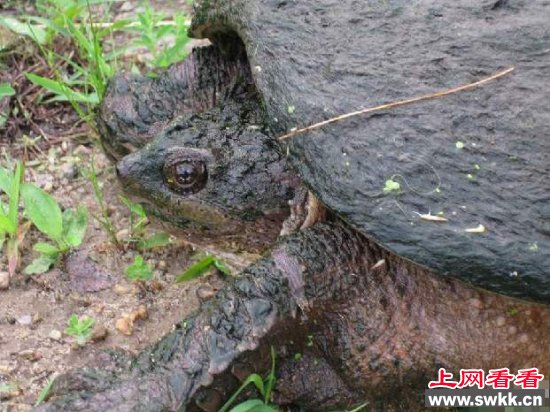 1965年黄河惊现巨型神龟