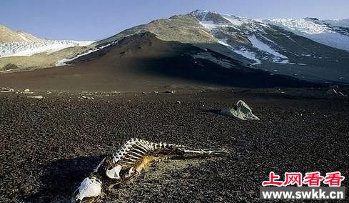 地狱之门,发现大量动物和人的尸体