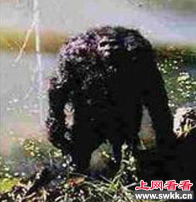 1907年内蒙古野人事件