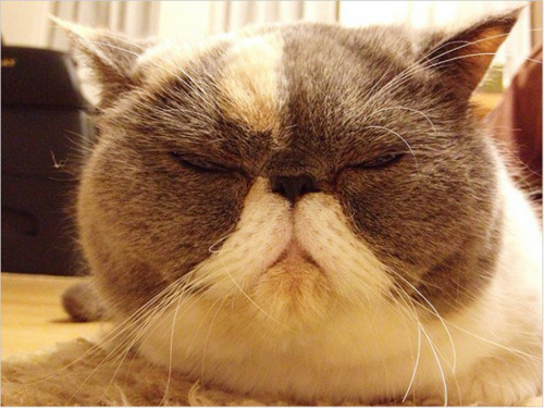 日本举办“蠢萌小猫大赛”各路小猫齐卖萌(图)
