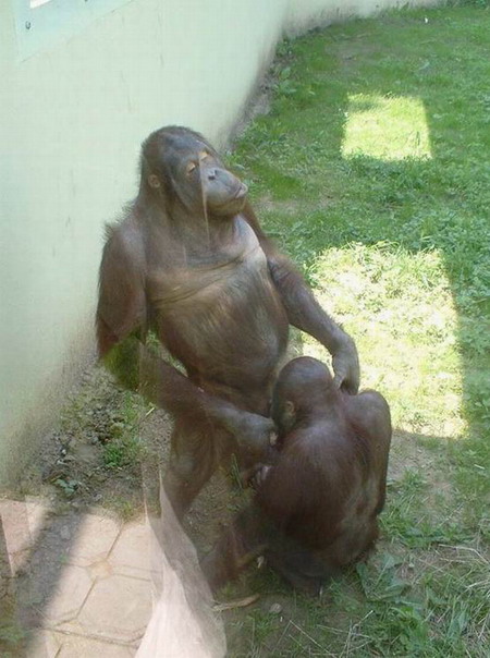 男人不坏女人不爱-公猩猩越暴力越易娶妻