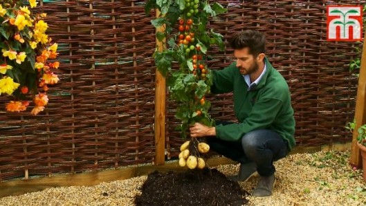 英奇异“混血”植物:上长番茄下长马铃薯(图)