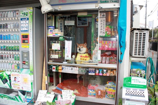 日本6岁柴犬帮主人看店卖香烟用鼻子开门（图）