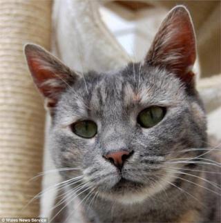 英国女子丢失宠物猫