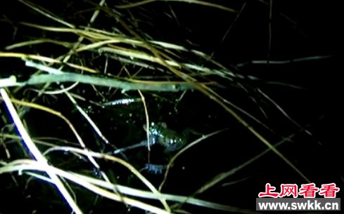 美国新品种“大西洋豹蛙” 叫声奇特似打嗝 图