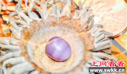 美国一妇女花15美元买蛤蜊吃出4.5克拉紫珍珠 图