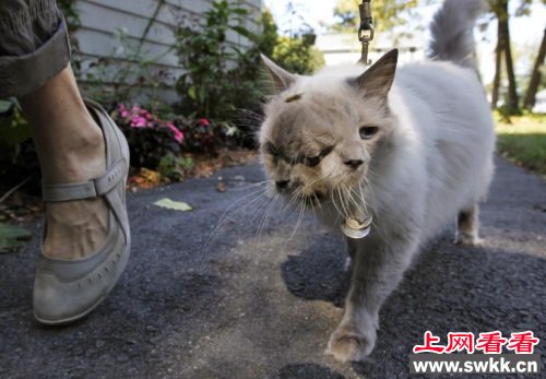 世界年龄最大“双脸猫”去世有两对眼鼻嘴（图）