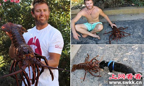 潜水员捕获重达11斤巨型龙虾 虾龄已70岁